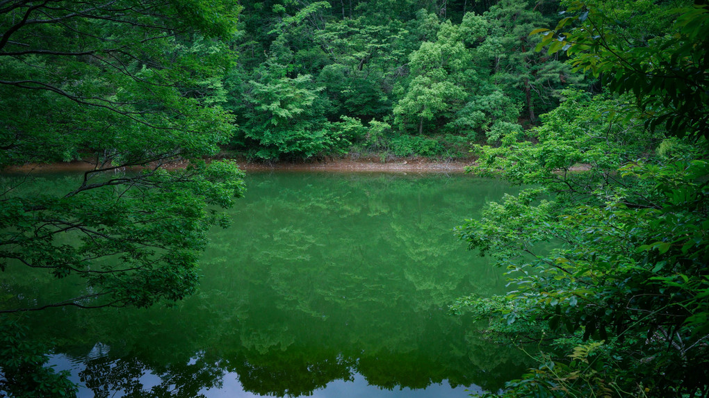 新緑の宮沢湖