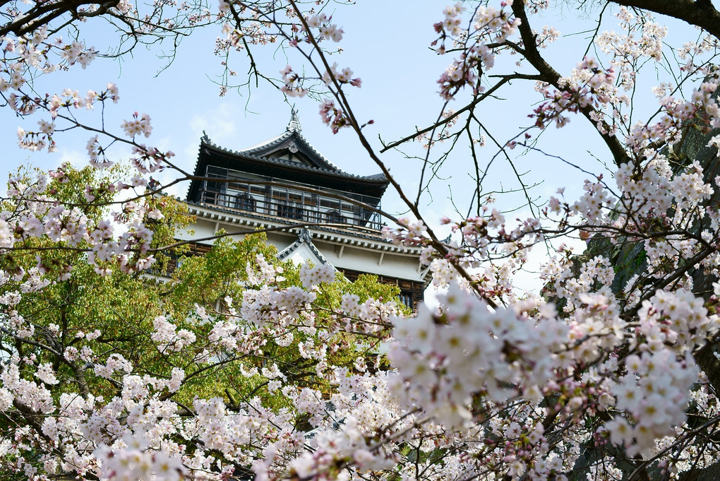 桜と鯉城
