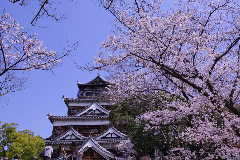 鯉城・桜の季節