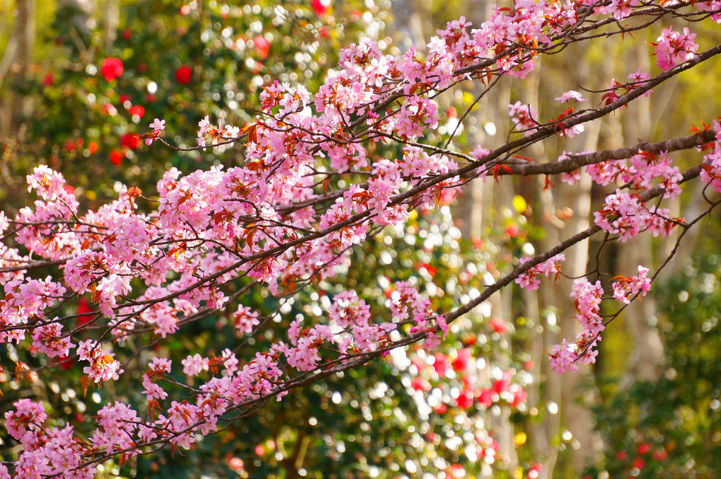 津軽の桜
