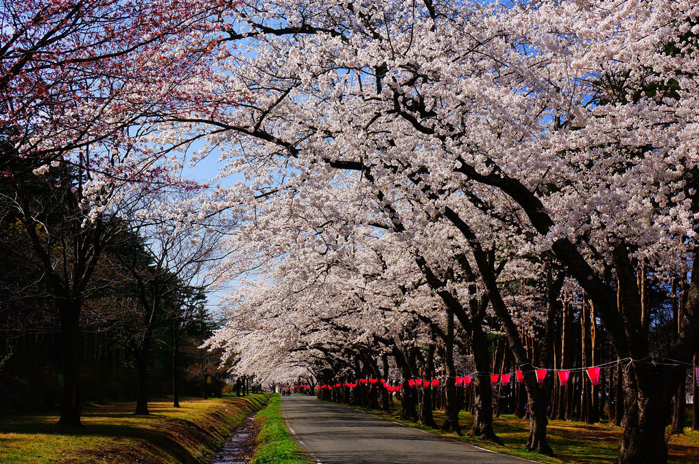 津軽の桜