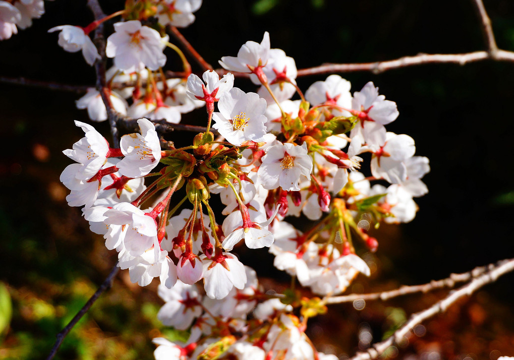 津軽の桜3
