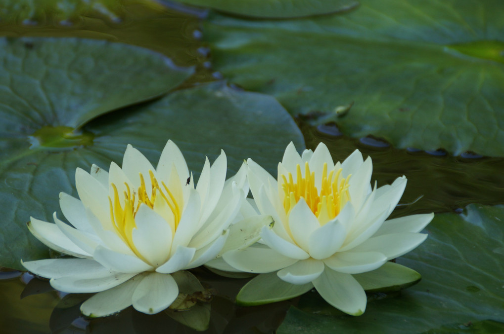 沼本ダム湖にある小池に蓮の花が咲く
