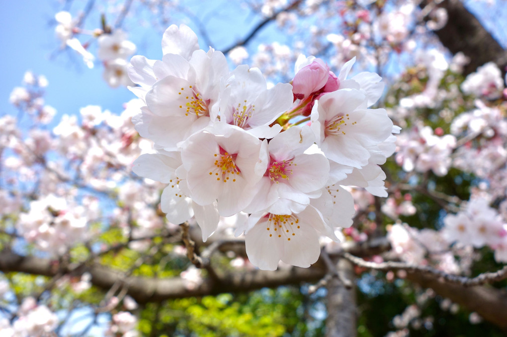 桜と大福