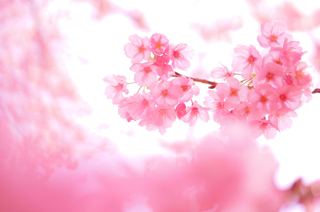 桜の時