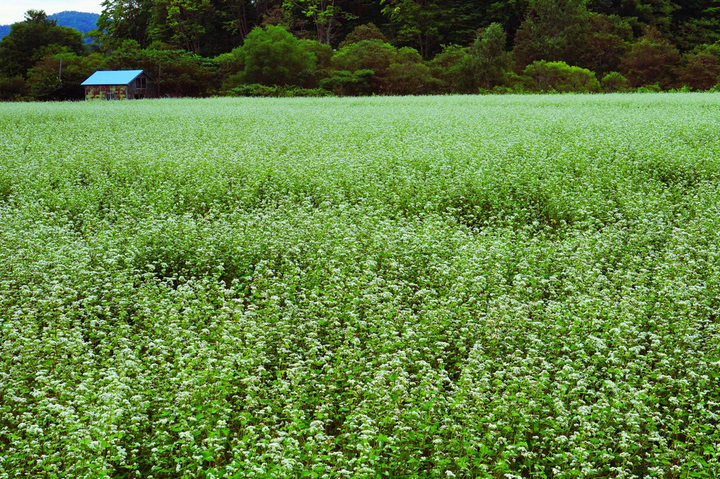 北海道の風景　蕎麦畑