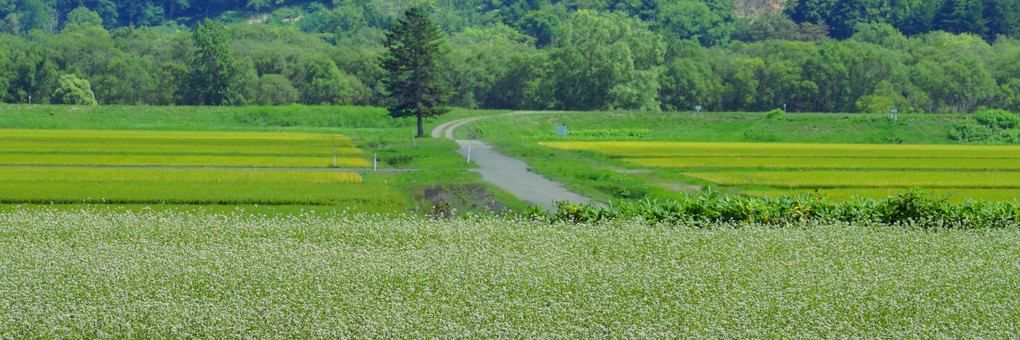 北海道の風景　蕎麦畑