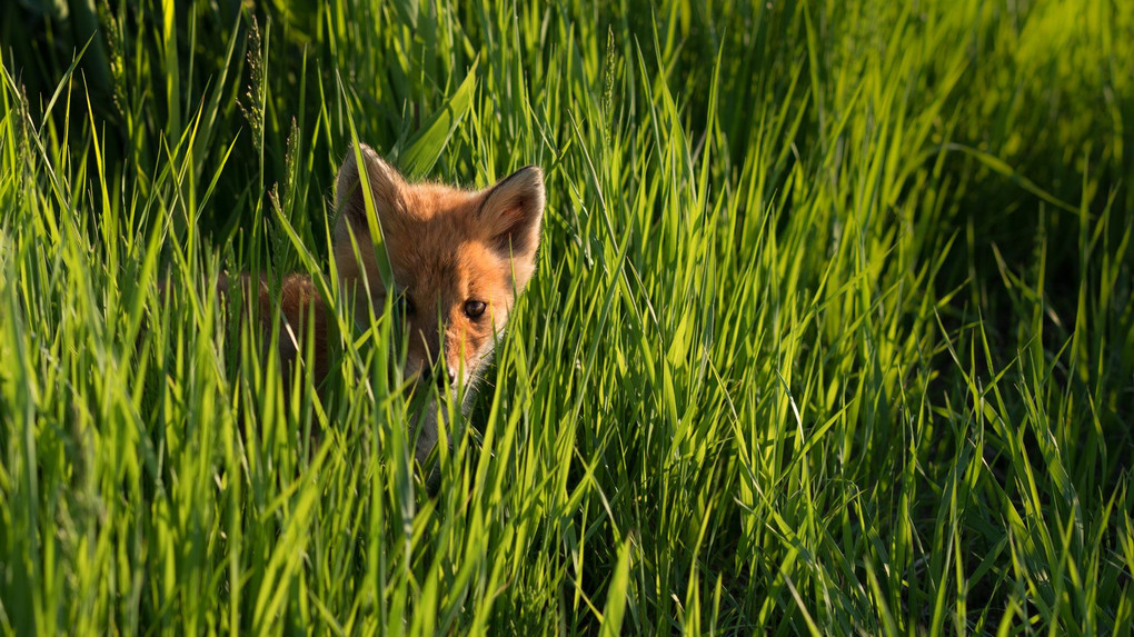 Young Ezo Red Fox