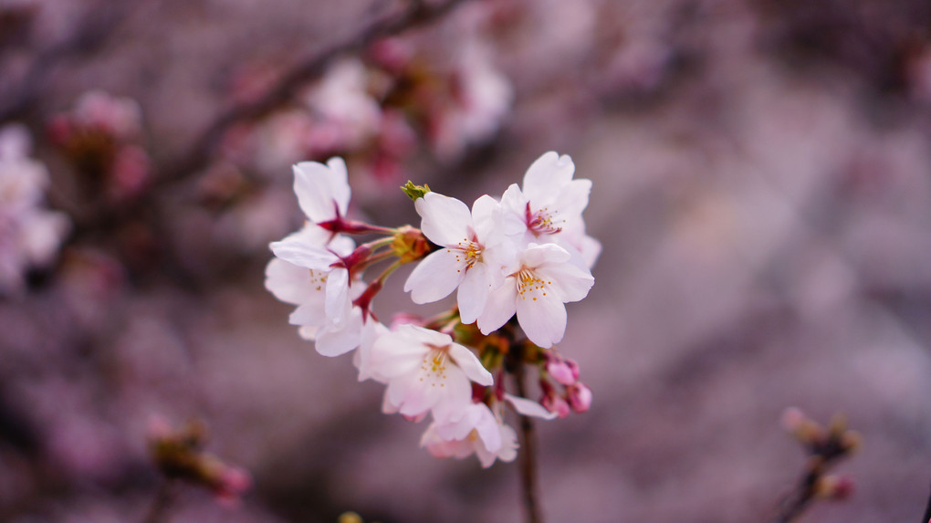 今年の桜～桜づくし～2016　その①