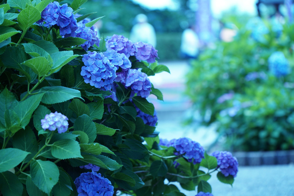 blue blue flower