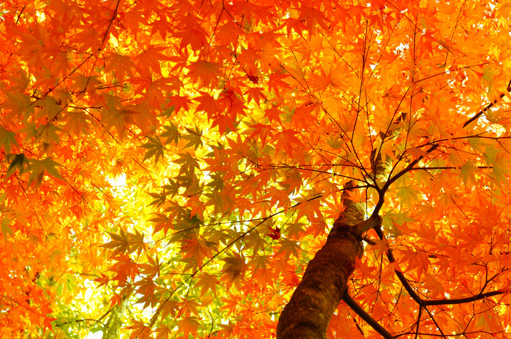 Autumn　colors　　　