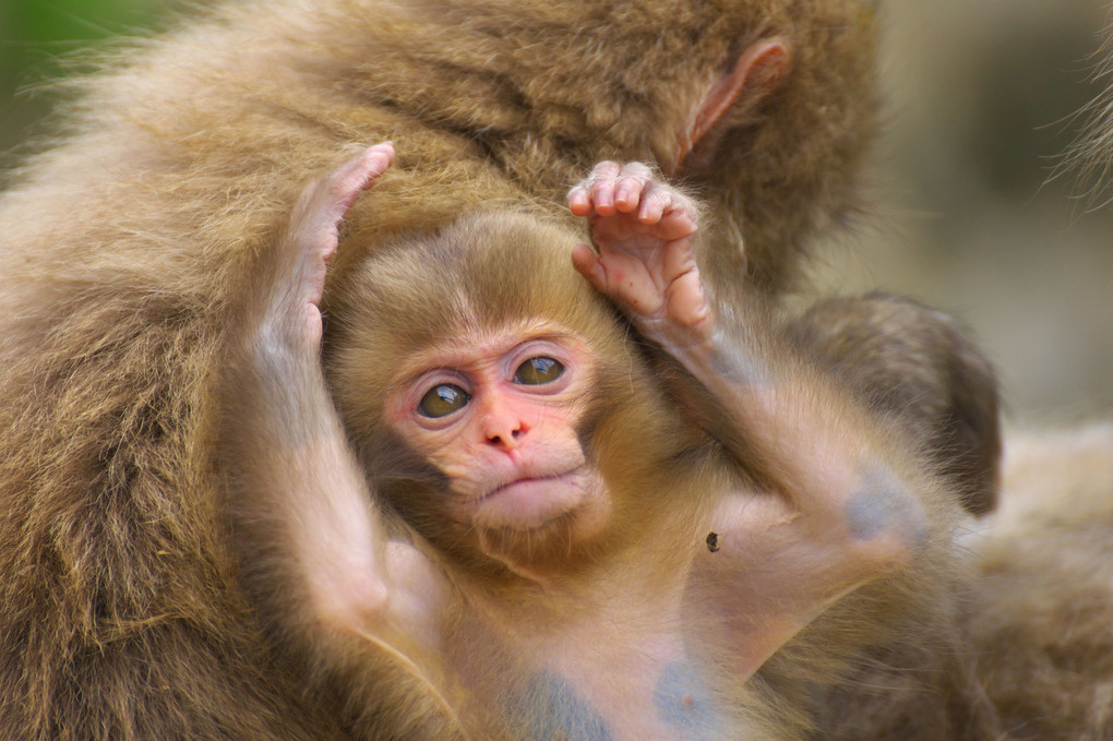 子猿の日常 影法師さん Acafe Aの写真投稿サイト ソニー 子猿の日常 影法師さん Acafe Aの写真投稿サイト ソニー