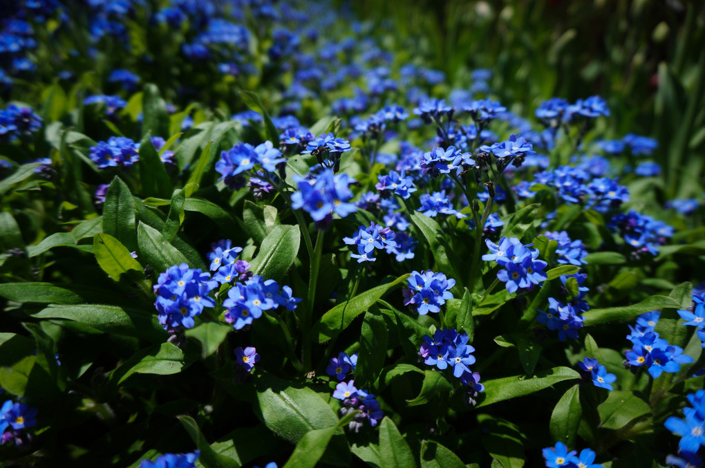 forget-me-not blue