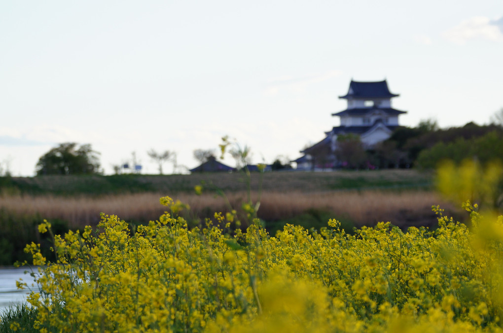 菜の花と関宿城