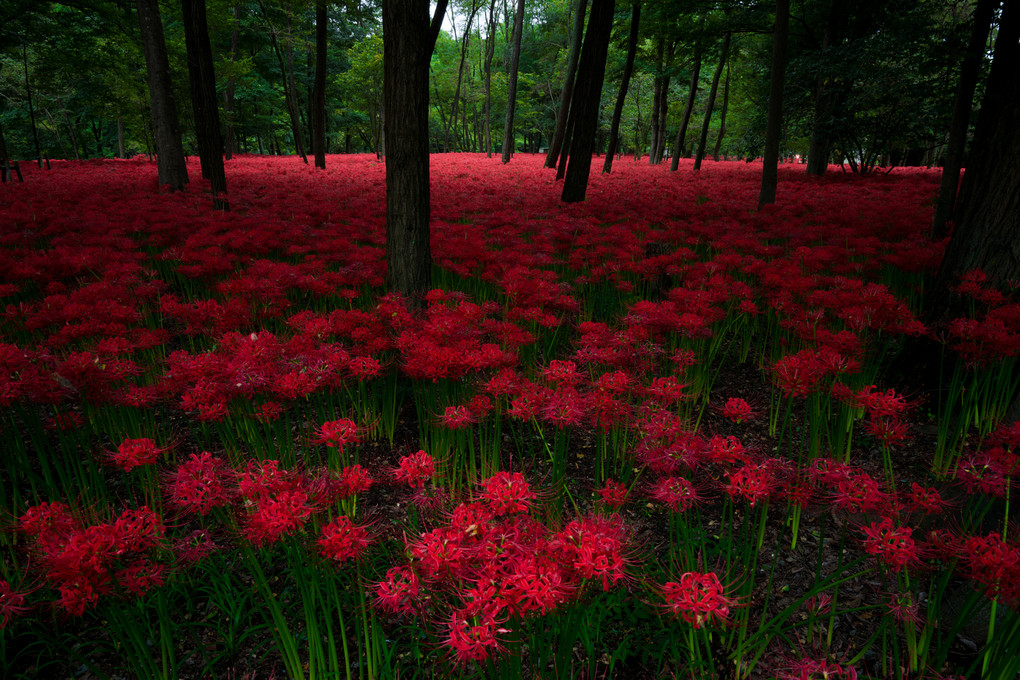 赤の森
