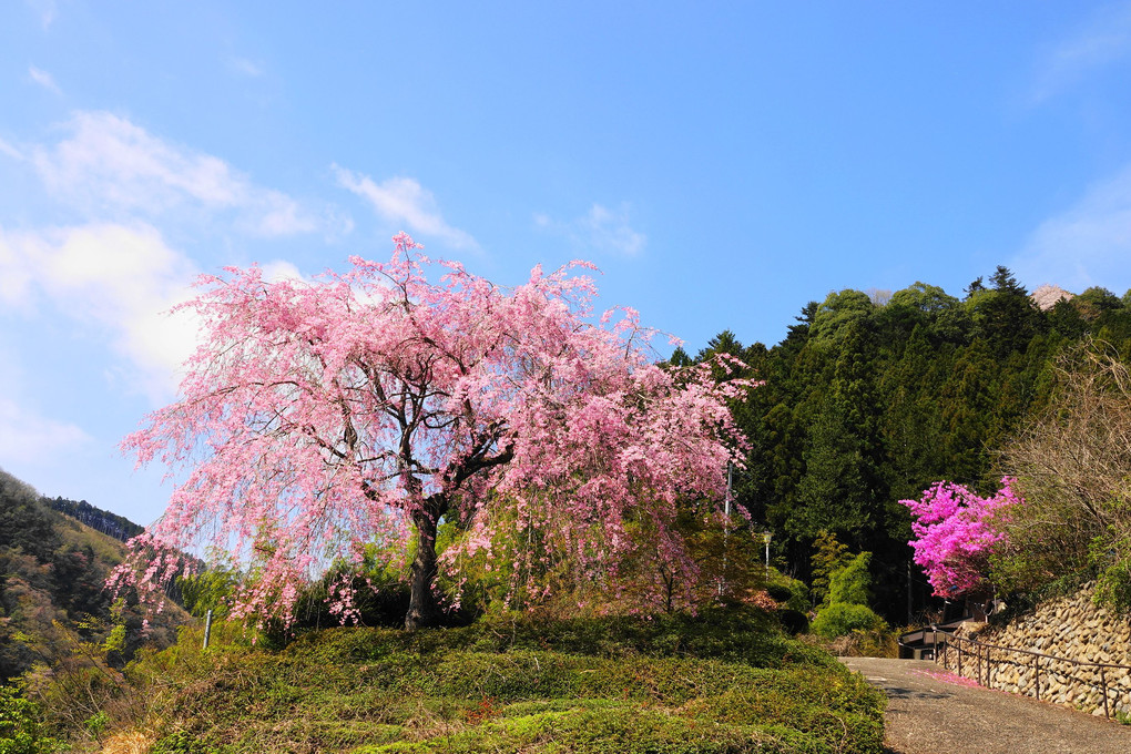 里山の一本桜(2024.4.13)