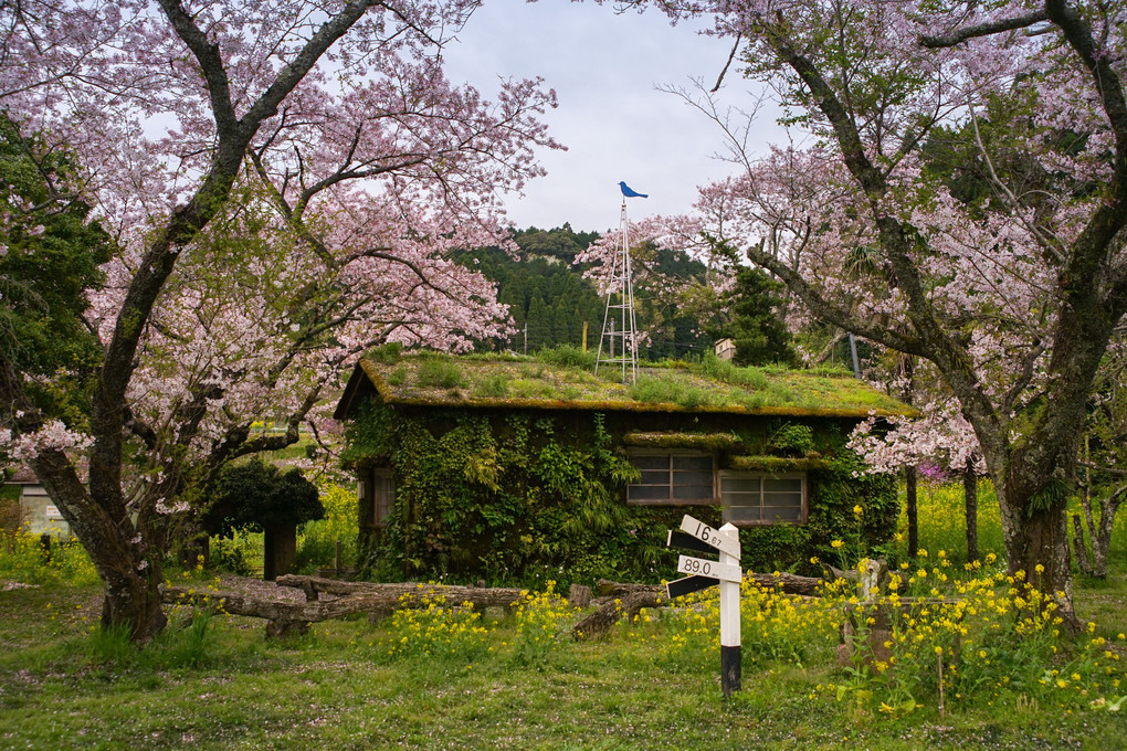 桜の園の無人小屋