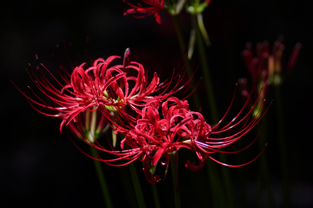 祝 壁紙コンテスト入選 ヒガンバナ Namezonさん Acafe Aの写真投稿サイト ソニー 祝 壁紙コンテスト入選 ヒガンバナ Namezonさん Acafe Aの写真投稿サイト ソニー