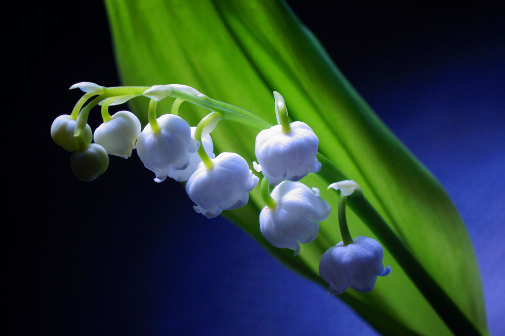 Lily of the valley 
