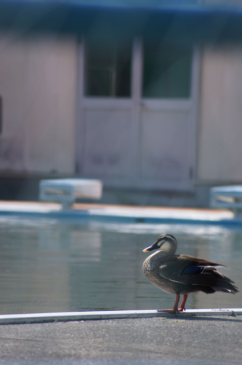 プールを独り占めする鴨