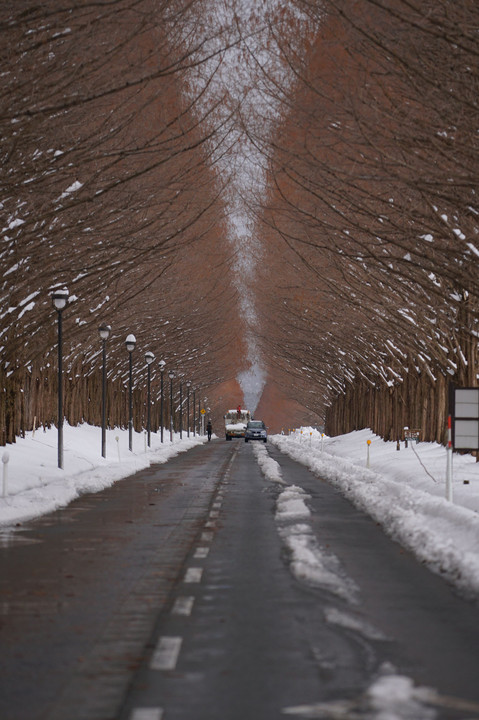 マキノ雪景色散歩