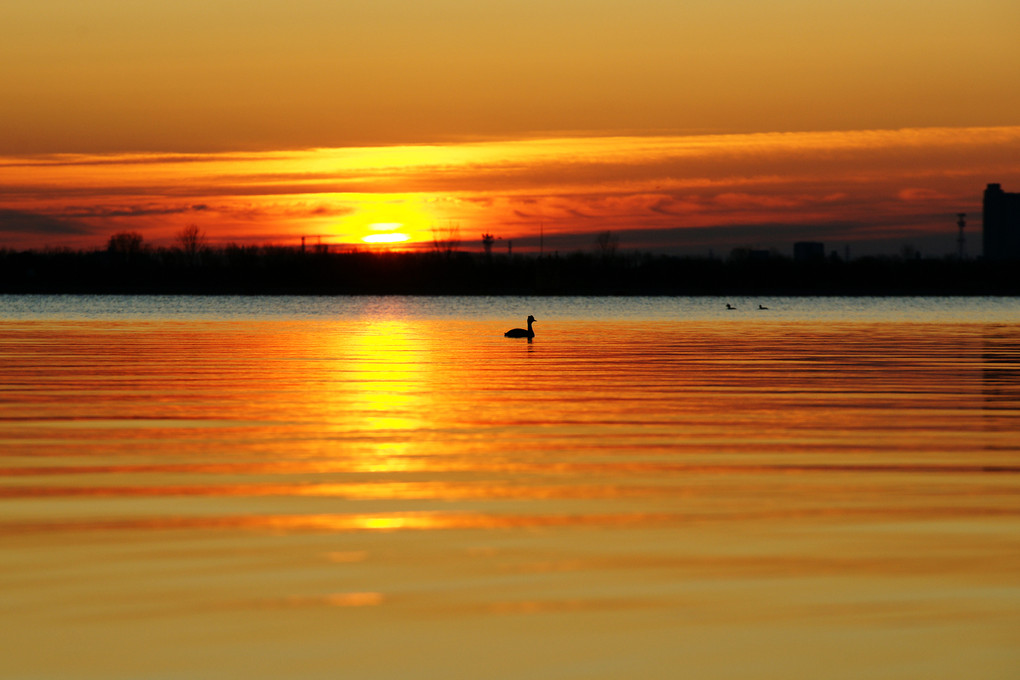 渡良瀬遊水地の朝　そして鴨のいる風景