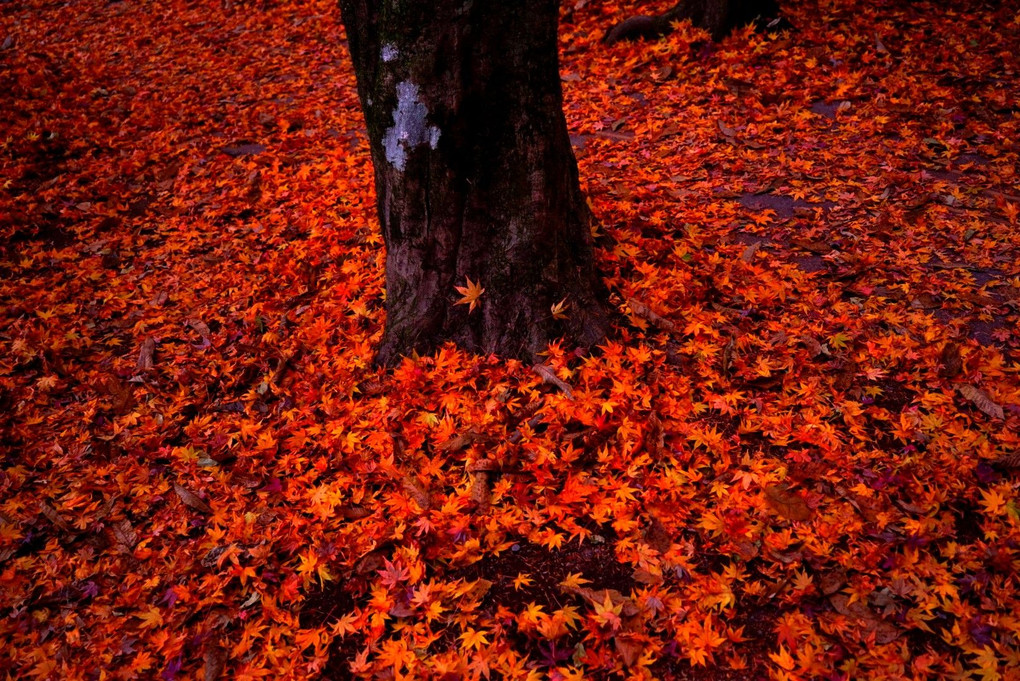 Bright red fallen leaves