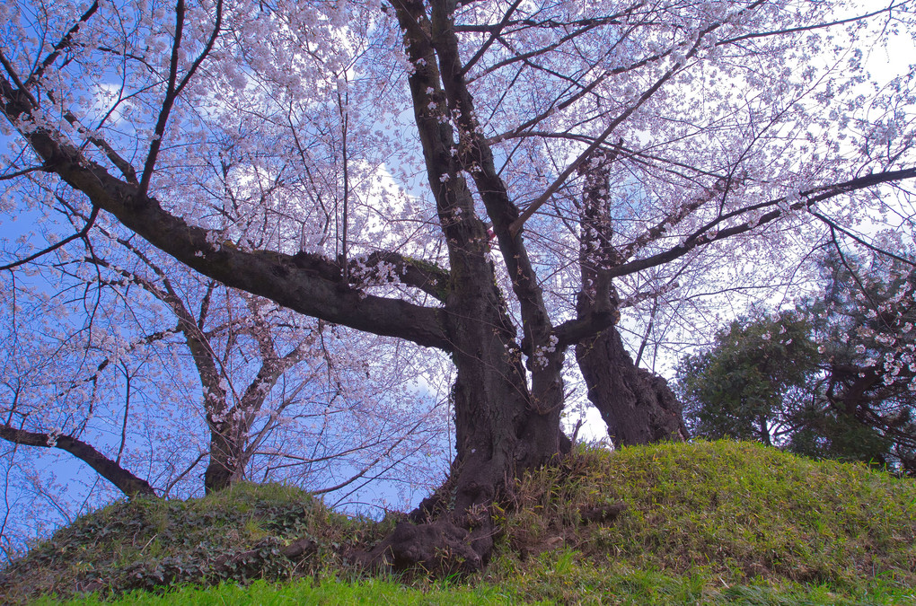 見上げる桜と空