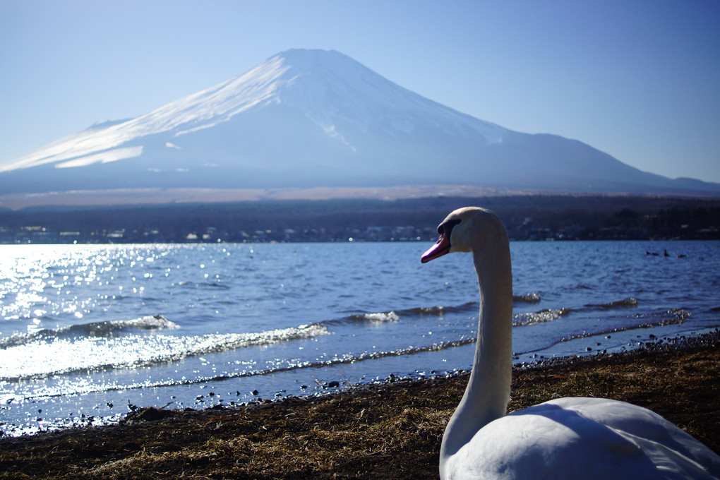 白鳥と富士