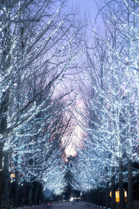「冬ソナ」の並木道
