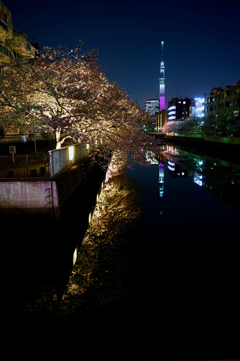 桜満開の菊川からのスカイツリー