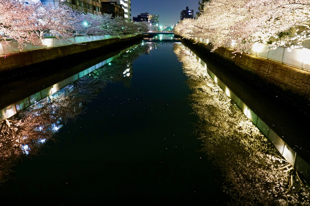 桜満開の菊川からのスカイツリー