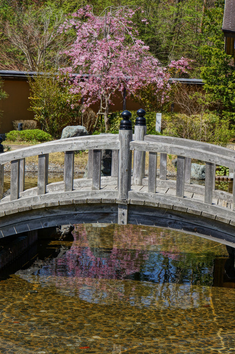 2017年勿来の関公園の桜。
