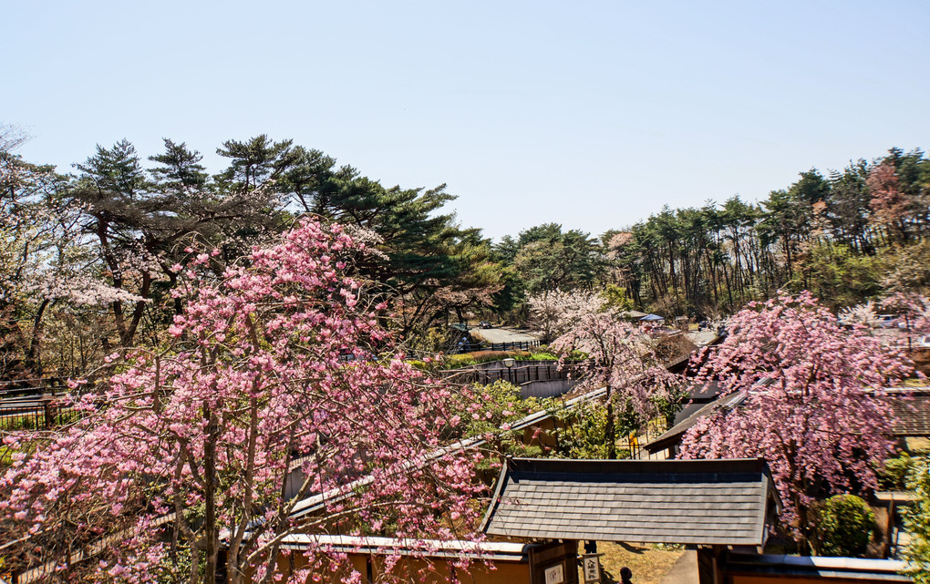 2017年勿来の関公園の桜。