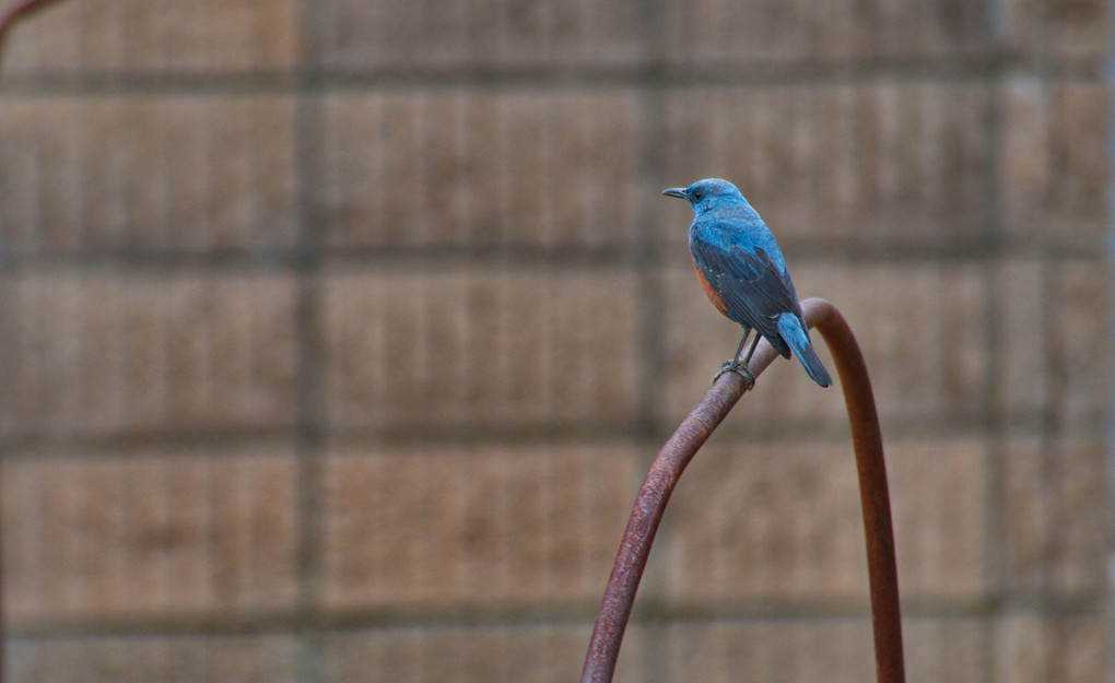 渡りの途中かな…幸せの青い鳥…イソヒヨドリ