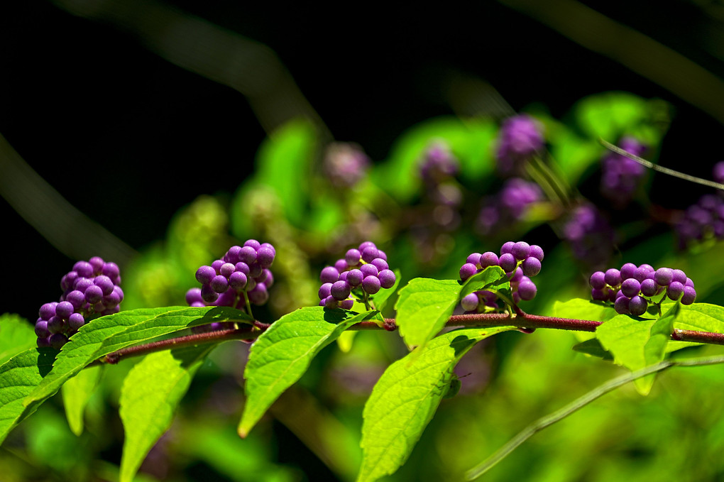 珍しい紫色の実を付ける樹木