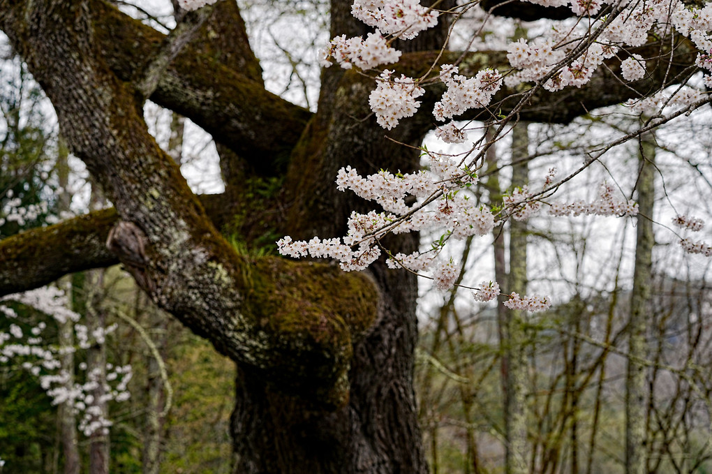 推定樹齢約３５０年の江戸彼岸桜