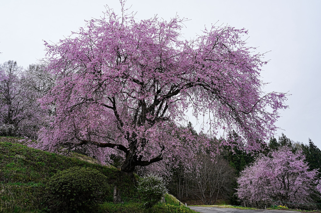 推定樹齢約７０年の紅枝垂桜