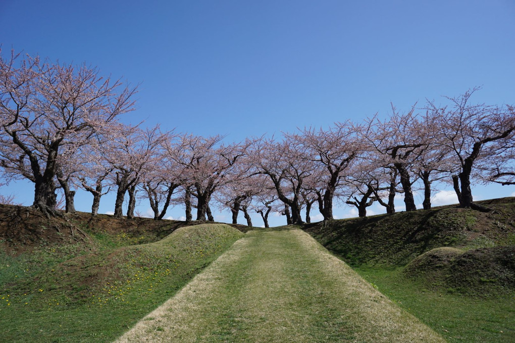 Road to Cherry blossom