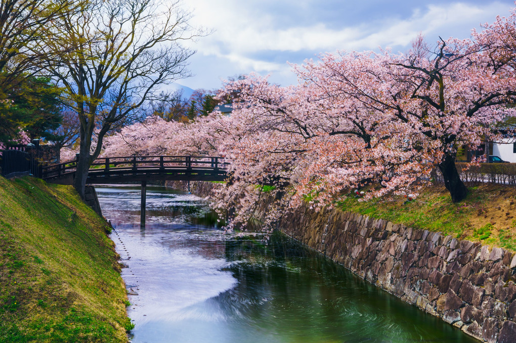 松本城の桜🌸　昼間バージョン🌸