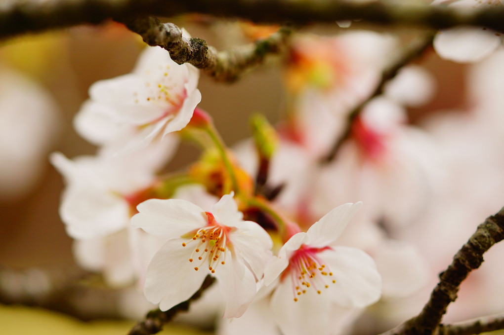 茨城県護国神社の桜です。