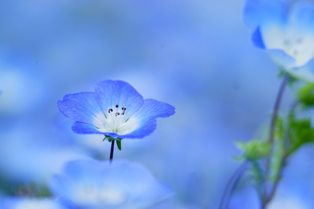ネモフィラ咲く国営ひたち海浜公園のみはらしの丘 おにぎりさん Acafe Aの写真投稿サイト ソニー ネモフィラ咲く国営ひたち海浜公園のみはらしの丘 おにぎりさん Acafe Aの写真投稿サイト ソニー