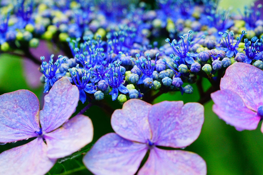 季節の彩ー紫陽花ー