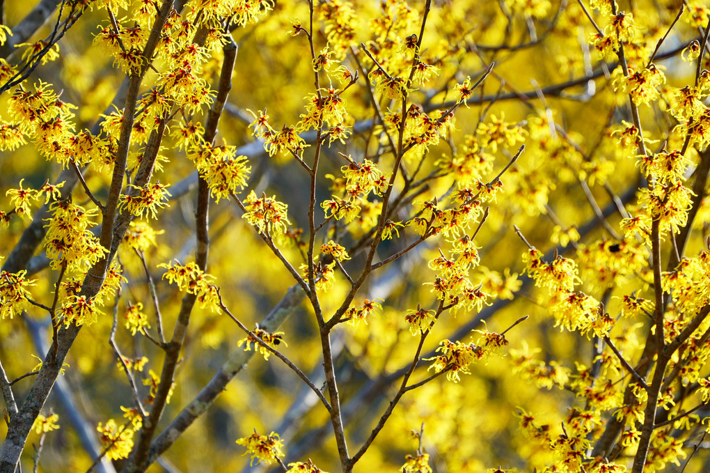 黄色の春※本当に黄色のみです。
