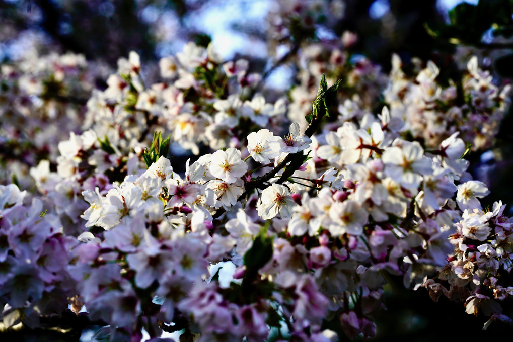 戦場ヶ原の桜
