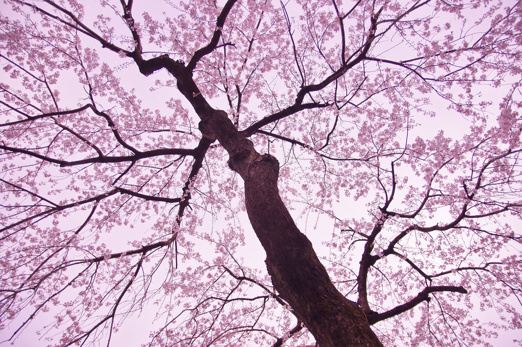 The Sakura