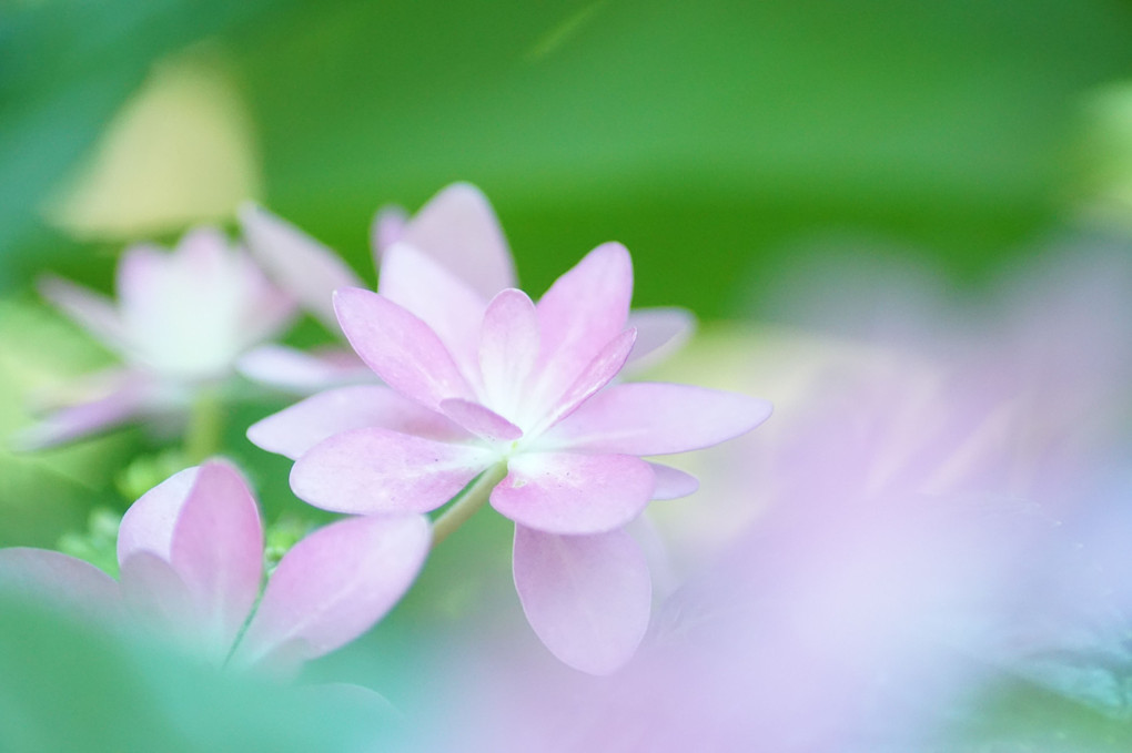 日比谷公園の紫陽花