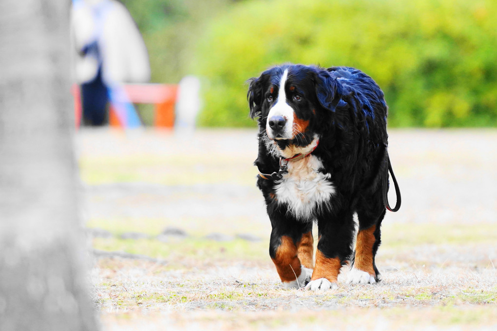 バーニーマウンテンドッグ バッタリ デェイジーちゃん 蘭丸さん Acafe Aの写真投稿サイト ソニー バーニーマウンテンドッグ バッタリ デェイジーちゃん 蘭丸さん Acafe Aの写真投稿サイト ソニー