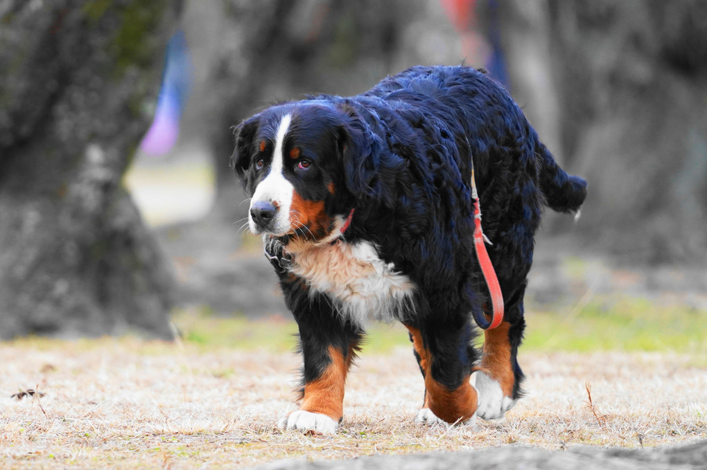 バーニーマウンテンドッグ バッタリ デェイジーちゃん 蘭丸さん Acafe Aの写真投稿サイト ソニー バーニーマウンテンドッグ バッタリ デェイジーちゃん 蘭丸さん Acafe Aの写真投稿サイト ソニー