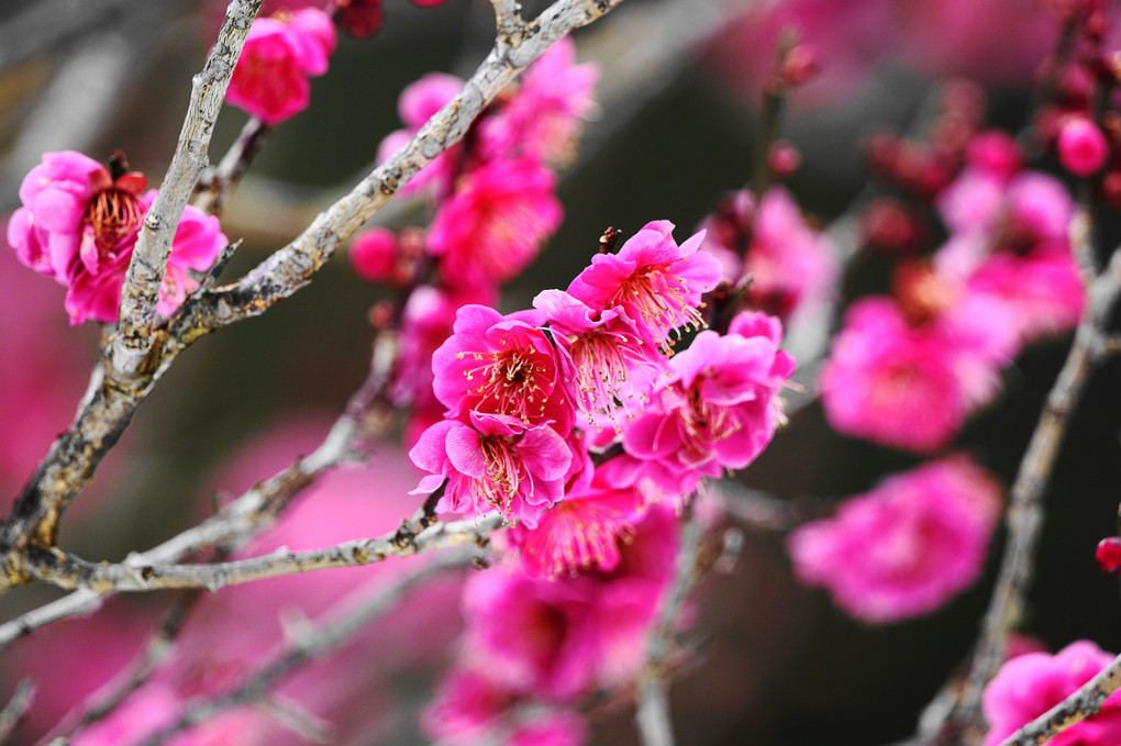 梅は咲いたか～桜はまだかいなワン！(笑）　Ｂｙ蘭丸(*´▽｀*)